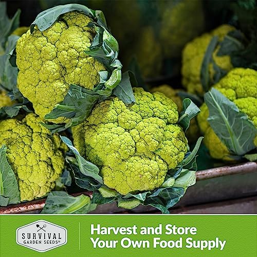 Green Macerata Cauliflower Seeds for Planting, 2 Packs - Image 5