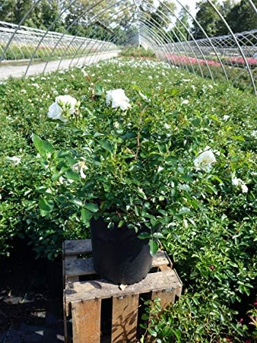 Flower Carpet Roses - Rosa White (Rose) Rose, double white flowers, #2 - Size Container - Image 3