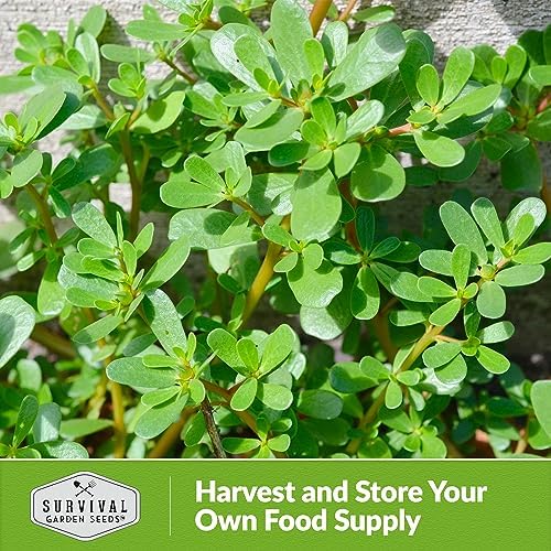 Purslane Seeds for Planting, Verdolagas - 1 Pack - Image 6