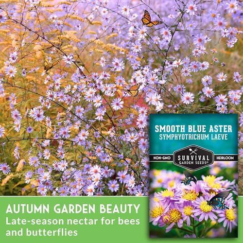 Smooth Blue Aster Seeds for Planting, Symphyotrichum laeve, 1 Pack - Image 3