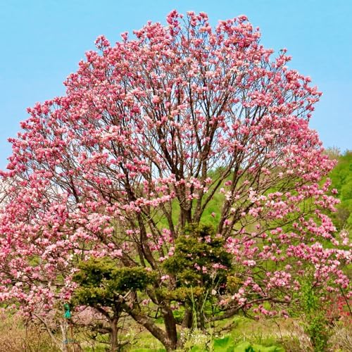 Ann Magnolia Flower Tree Live Plant, Fragrant Bloom Tree, 6-12 Inch Tall - Image 5