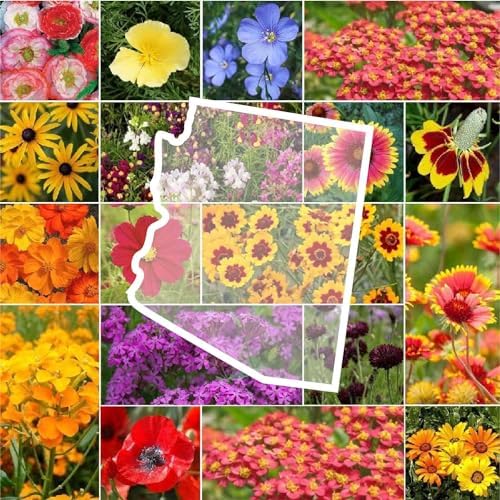 Eden Brothers Arizona Wildflower Mixed Seeds for Planting, 1/4 lb by EdenBrothers