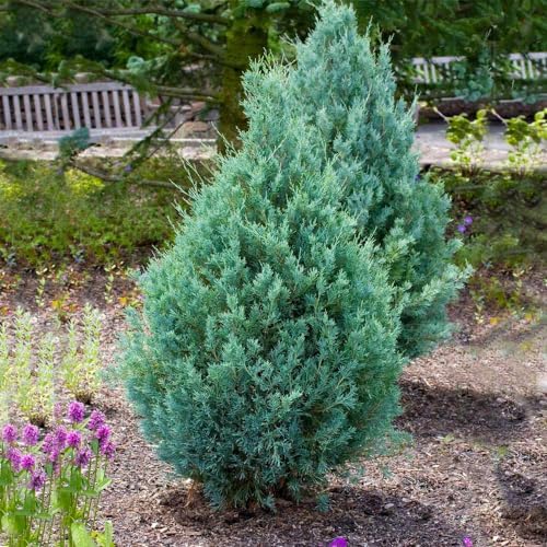 Brighter Blooms Juniper 'Wichita Blue' Tree, 1-2 ft. - Image 3