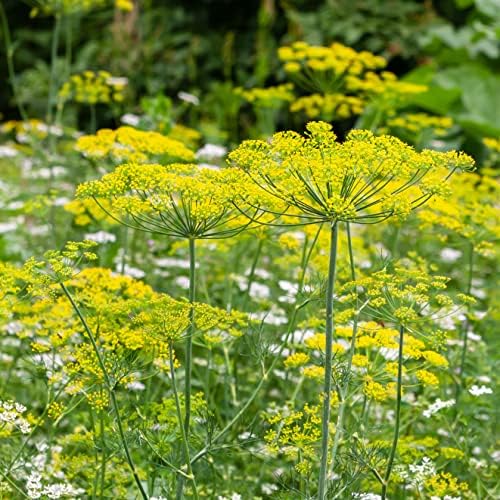 The Old Farmer's Almanac Organic Dill (Bouquet) Seeds - Approx 750 Seeds - Certified Organic, Non-GMO, Open Pollinated, Heirloom, USA Origin - Image 2