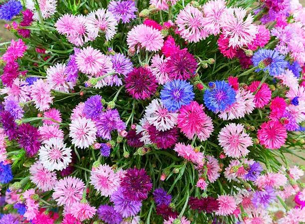 2000+ Cornflower Seeds, Mix Bachelor Button Seeds, Non-GMO Heirloom, Multicolor Cornflower Seeds Bulk, Classic Cottage Garden Flowers, Easy to Grow for Cutting Gardens & Pollinators - Image 5