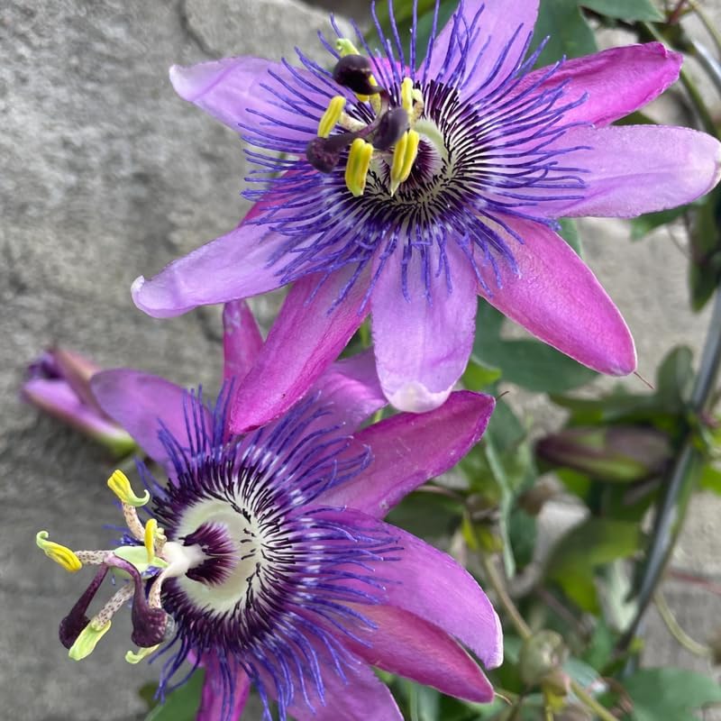 Lavender Passion Flower Live Plant, Passiflora Trellis Vine, 4-8 Inches - Image 3