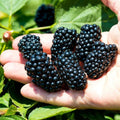 2 Navaho BlackBerry Plants Live, Perennial Berry Bush, 4-8 Inch Tall by UIOTER