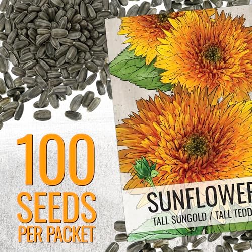 Seed Needs Tall Teddy Sunflower Seeds to Plant Cut Flowers - 2 Packs - Image 2