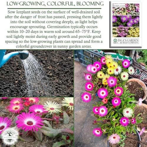 Iceplant Mix Flower Seeds (Dorotheanthus bellidiformis)– 2000+ Heirloom Non-GMO Seeds by Isla’s Garden Seeds, Livingstone Daisy Ice Plant Wildflower Mix, Drought-Tolerant Groundcover Blooms, Sprawling - Image 5