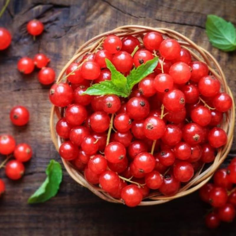 Red Currant Bush Live Plant, Cold Hardy Berry Bush Shrub, 5-9 Inch Tall - Image 2
