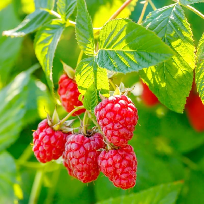 2 Red Raspberry Plants Live, Edible Berry Bush Plant, 5-10" Tall - Image 5