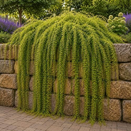 Waterfall Willow Tree Cuttings to Grow (2 Cuttings) – Live Weeping Willow Starts for Planting – Fast Growing Ornamental Landscape Tree – Easy to Root Hardwood Cuttings by CZGrain