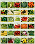 30 Packs of Deluxe Valley Greene Heirloom Vegetable Garden Seeds Non-GMO(Guaranteed 30 Different Varieties as Listed) by BlackDuckBrand