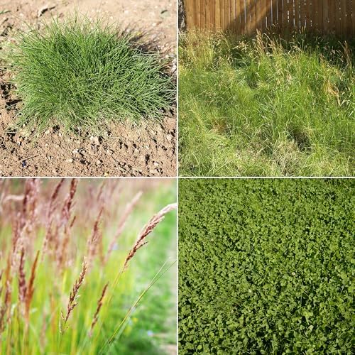 Ferry-Morse Microclover & Fescue Grass Alternative Mix, 570,000+, 1 lb - Image 3