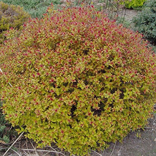 Spiraea jap. 'Magic Carpet' (Spirea) Shrub, #3 - Size Container - Image 4