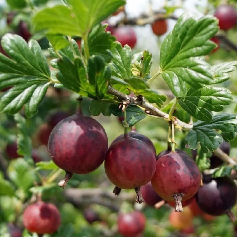 Jeanne Gooseberry Bush Live Plant, 5-9 Inch Tall, Hardy Berry Home Garden - Image 4