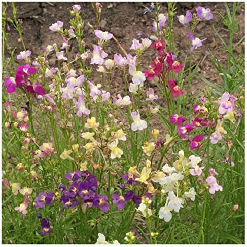 Everwilde Farms - 1/4 Lb Northern Lights Mix Tall Snapdragon Wildflower Seeds - Gold Vault - Image 4