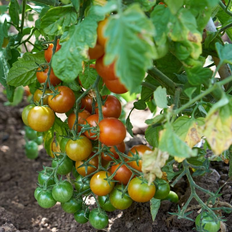 Cherry Tomato Plants Live for Planting, 4 Inch Pot - Image 6