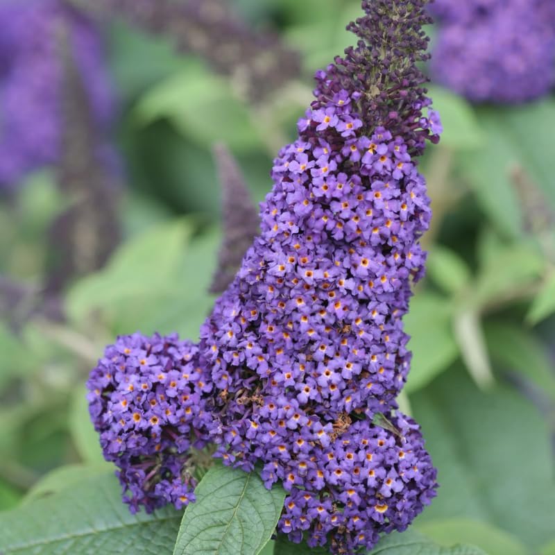 Blue Purple Buddleia Butterfly Bush Live Plant, 5-10 Inch Tall by PlantsSeedsBulbs