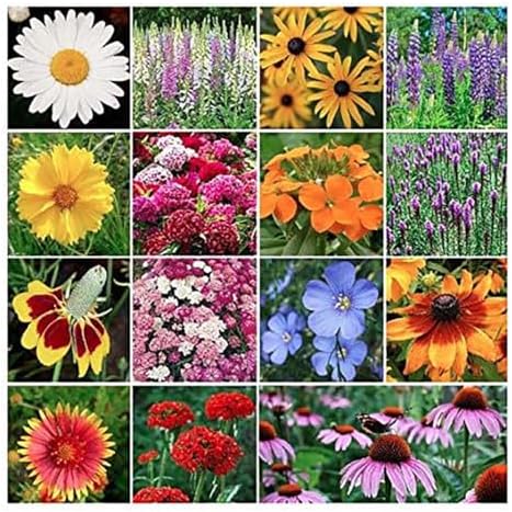 12,500 All Perennial Wildflower Seeds - Mixture of 15 Favorite Premium Perennial Flowering Plants by MardeRossCompany