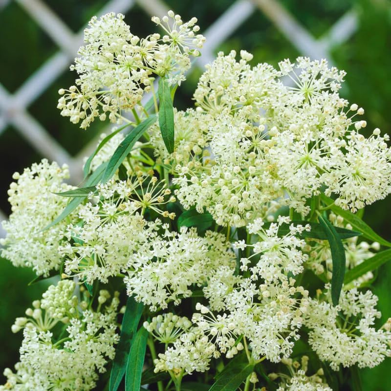 4 White Milkweed Live Plants, Native Flower Plant, 4-9 Inch Tall - Image 7