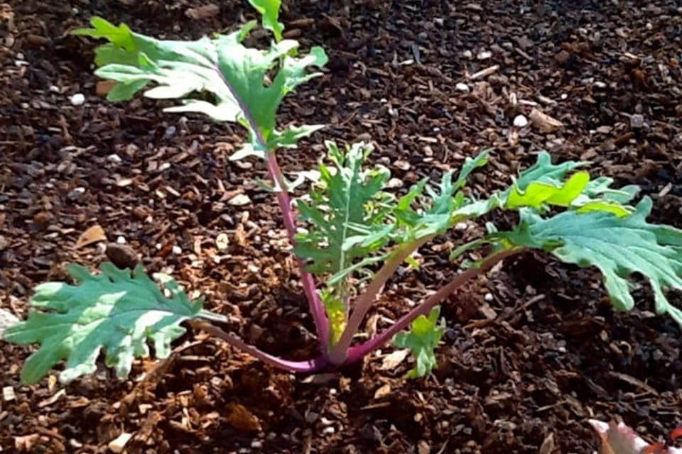 Mixed Kale Plants, Set of 4 Live Rooted Plants, 3-Inch Pots, Hardy Vegetables for Garden, Pot NOT Included - Image 3
