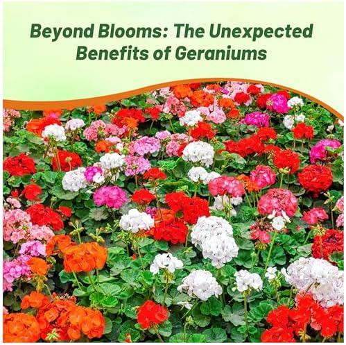 Outsidepride Mix Geranium Seeds for Planting - 200 Pcs Annual, Heat & Drought Tolerant Flower Seeds with Green Foliage & Mix Blooms for Pots, Borders & Lush Summer Garden Displays - Image 6