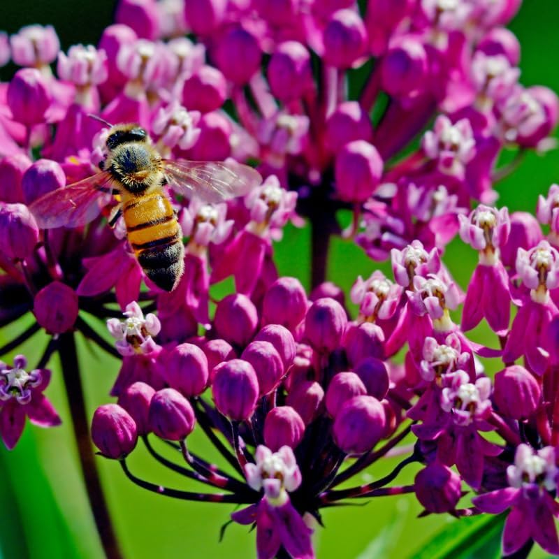 3 Pink Milkweed Live Plants, Well-Rooted Starter Plant - Image 5