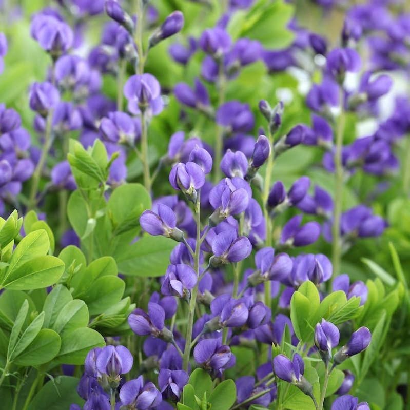 2 Blue False Indigo Bushes - 6-12" Tall Live Plants - Quart Pots by Unknown
