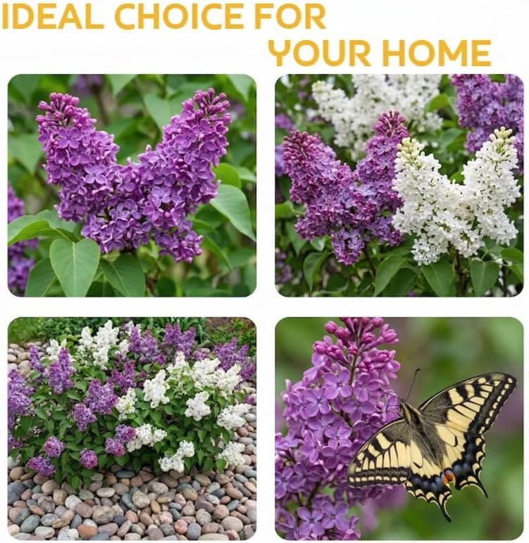 Purple Lilac Bushes Live Plant in Pot, 4-5 Inch Tall Fast Growing Lilac Plants Live, Fragrant Flowering Shrubs, Perfect for Gardens & Landscaping - Image 6