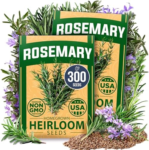 HOME GROWN Rosemary Seeds, 300 Seeds, Salvia rosmarinus by HOMEGROWN
