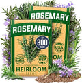 HOME GROWN Rosemary Seeds, 300 Seeds, Salvia rosmarinus by HOMEGROWN