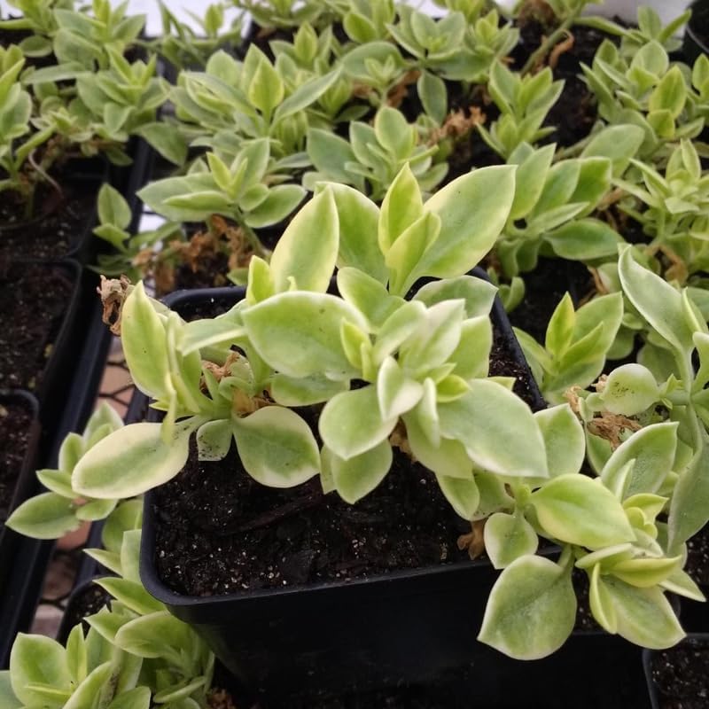 Variegated Delosperma Ice Plant, Succulent Live Plant, 5-7 Inch Tall - Image 4