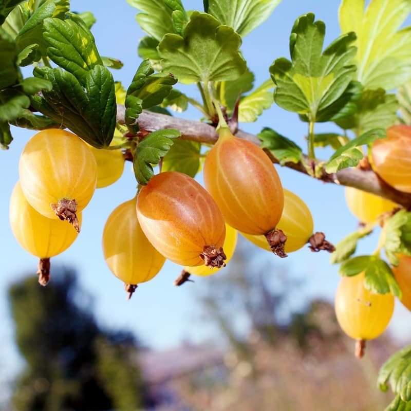 Pixwell Gooseberry Bush Live Plant, Sweet Berry Fruit Tree, 5-9 Inch Tall - Image 2