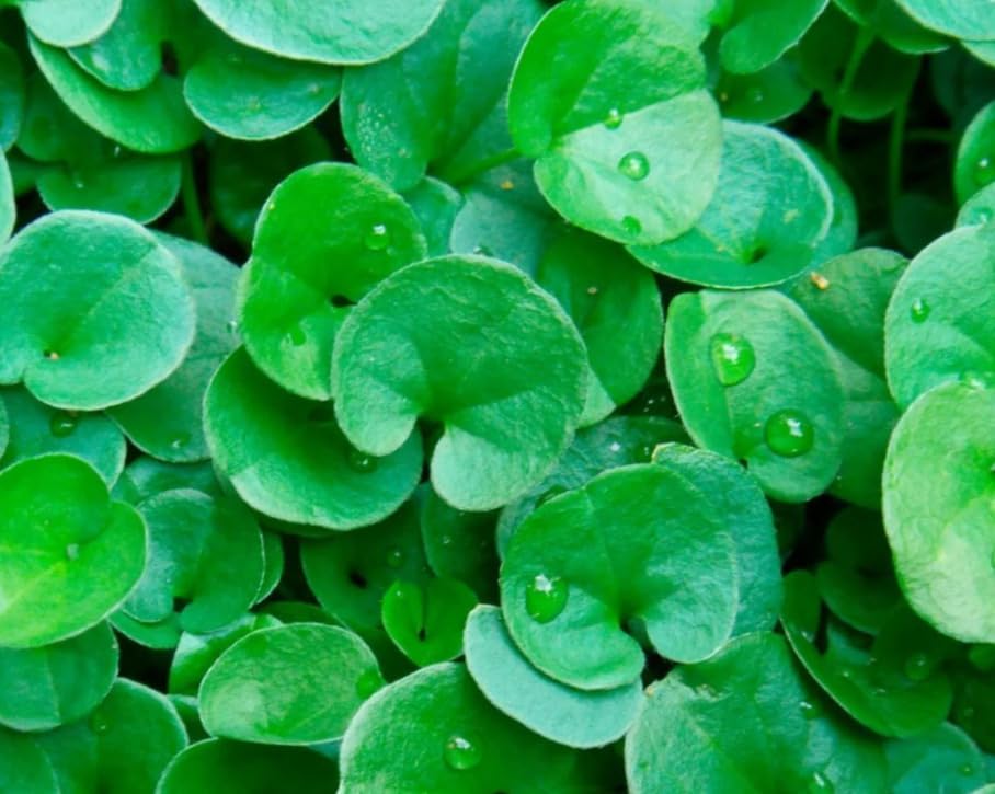 Dichondra Plant, Dichondra Ground Cover Plant for Planting, Ideal Lawn Alternative in Sun or Shady, 4" Pot (Green Falls Dichondra) - Image 5