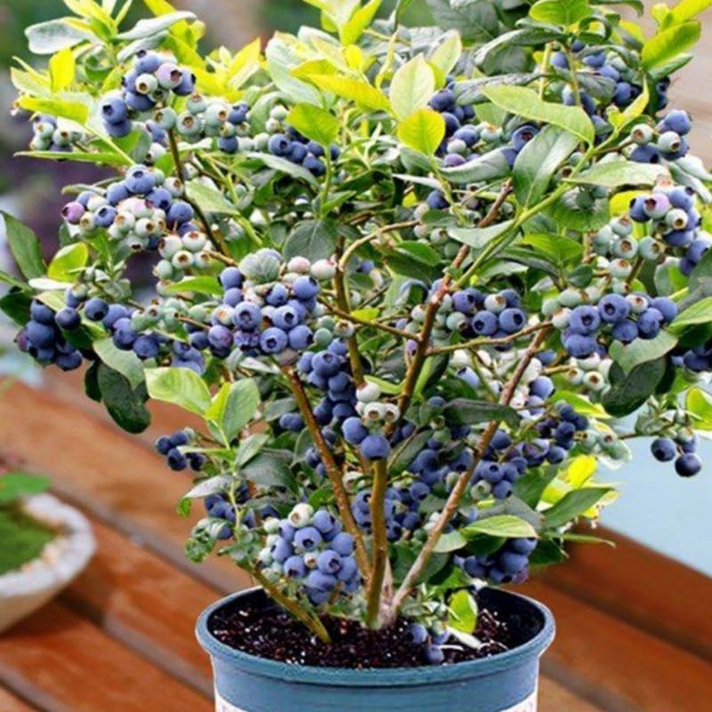 2 Highbush Blueberry Live Plants, Garden Berry Plant, 4-7 Inch Tall - Image 3