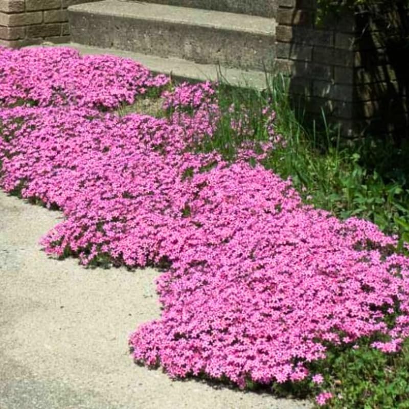 2 Pink Phlox Live Plants, Ground Cover Plant, 2-4 Inch Tall - Image 6