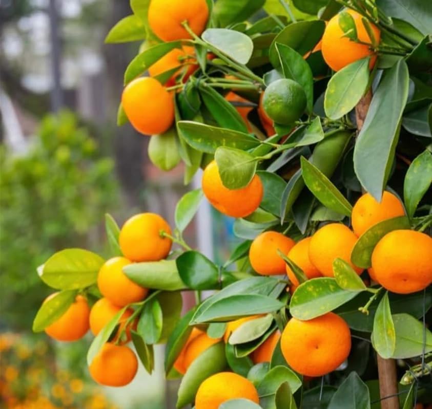 Calamondin (Calamansi) Tree - 2-5 Inch Tall Live Plant - Potted Orange Fruit Bush Seedling - Citrus x microcarpa - Image 7