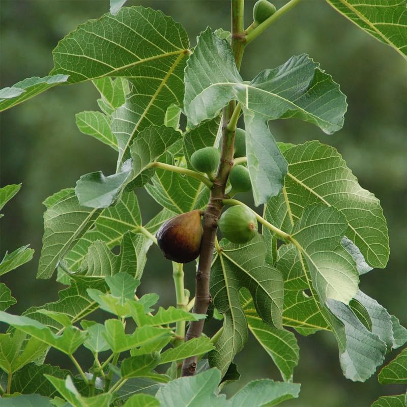 Fig Tree Celeste Live for Sale (4 Pack) | Easy to Grow Plants | Edible Fruit Plant for Sustainable Living | Grow Your own Food on Your Edible Organic Garden| Live for Planting| No Seeds - Image 4