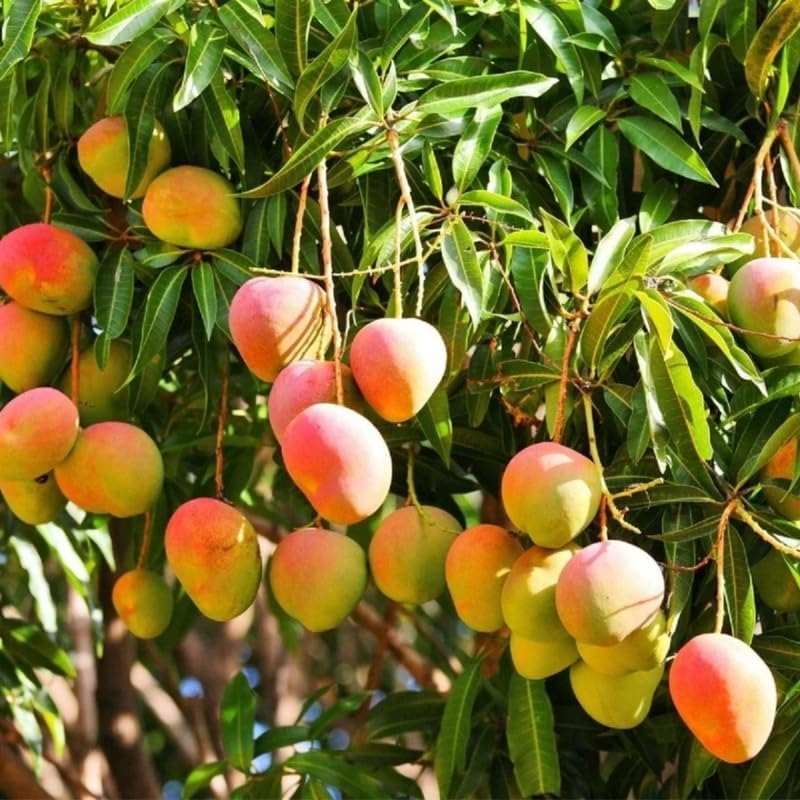 Very Sweet Mango Tree Live Plant, Tropical Fruit, 3 Gallon Pot - Image 2