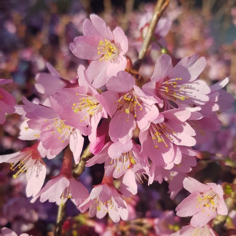 Pink Cherry Blossom Tree Plant, 8-12" Tall Cherry Blossom Tree Live in Pot - Image 4