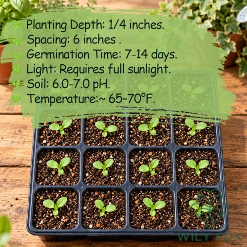 Chives Seeds for Planting, Heirloom Non-GMO Culinary Herb, 1000 Count Scallion - Image 5