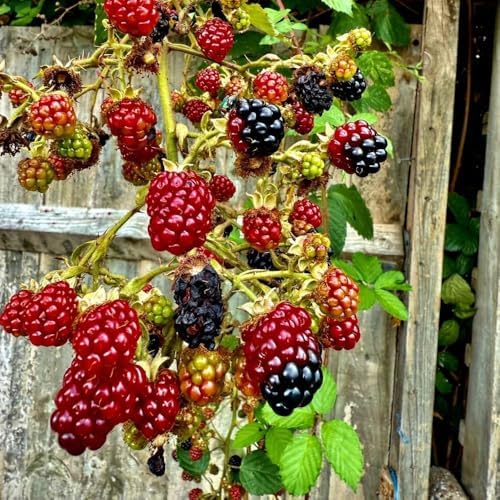 Set 2 Boysenberry Live Plant, 4-7 Inches Tall - Image 7
