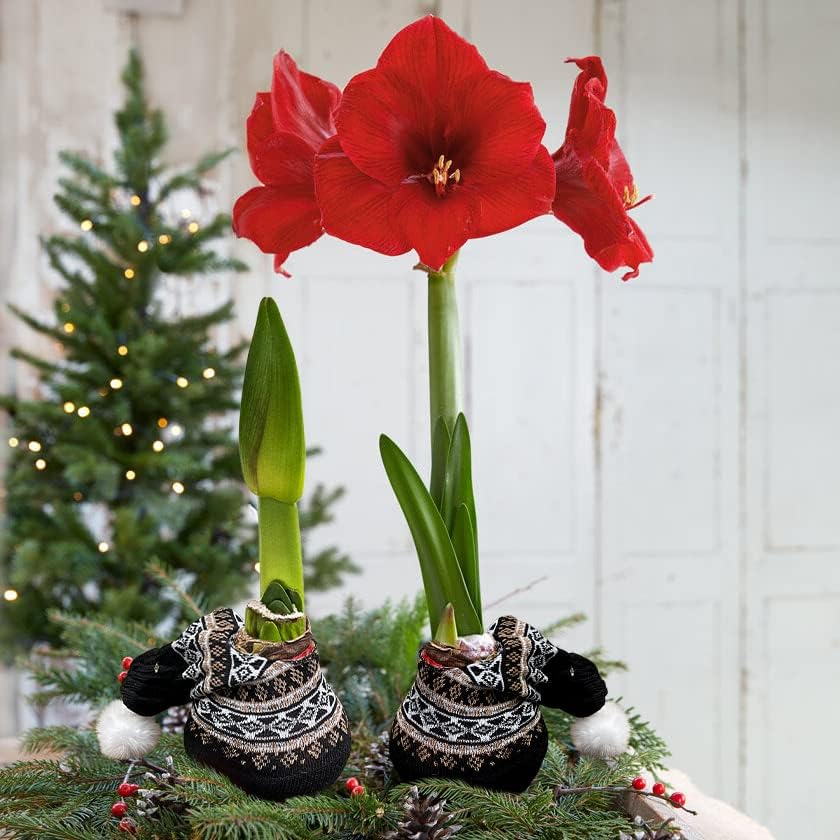 Waxed Amaryllis Bulb - Decorative Black Sweater, Red Blooms - Easy Care - No Watering Needed! - Image 7