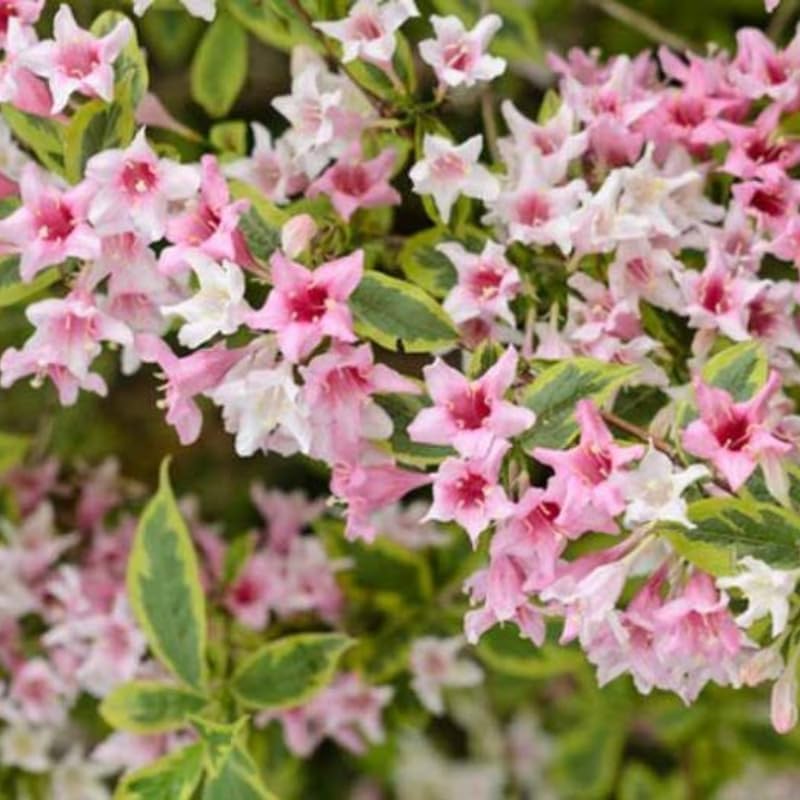 Variegated Pink Weigela Live Plant, Quart Pot, Vigorous Flowering Shrub for Pollinator Gardens and Yards - Image 6