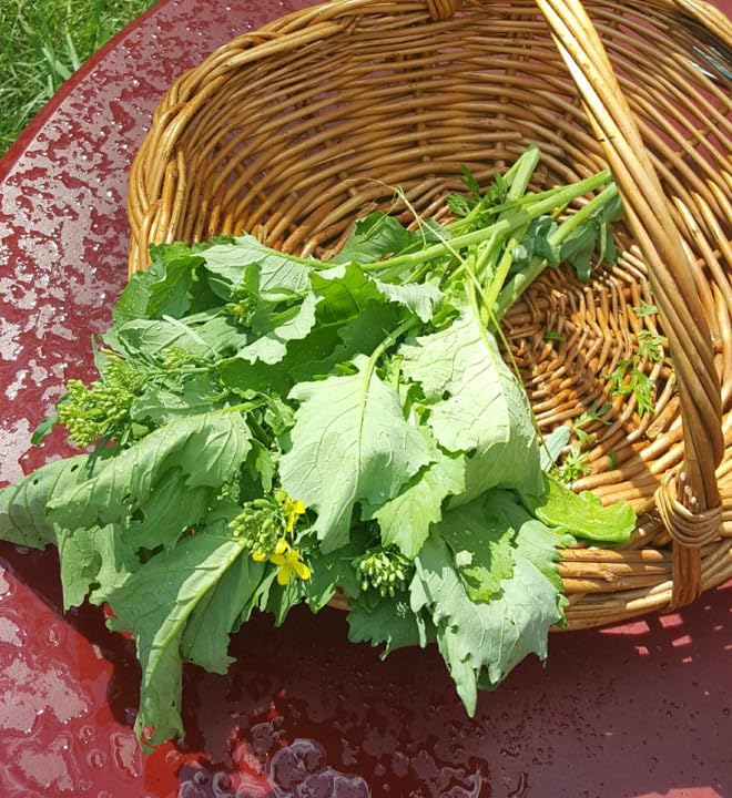 Broccoli Rabe (Rapini) Seeds - 3000+ Count - for 2026 Planting Spring Rapini Broccolini Broccoli Broccoletti Green Turnip Greens Non-GMO Heirloom Grow Your Own Home Farm Patio Healthy - Image 4