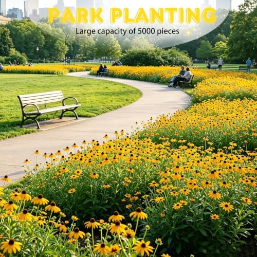 Brown-Eyed Susan Seeds for Planting, 5000 Biennial Rudbeckia Triloba - Image 5