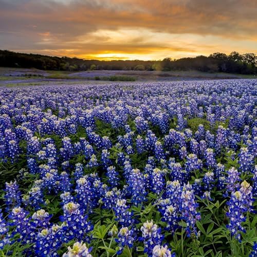 Outsidepride Texas Bluebonnet Seeds - 1 lb. Annual Lupinus Texensis, Heirloom Quality, Drought-Tolerant Wildflower Seeds w/Blue Blooms for Vibrant Spring Displays, Landscape, & Attracts Pollinators - Image 7