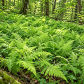 5 Hay Scented Fern Plants, Live Perennial Fern Bare Root Starters, Tall Decorative Greenery for Shaded Backyard and Garden Rows by GINGERGLOW