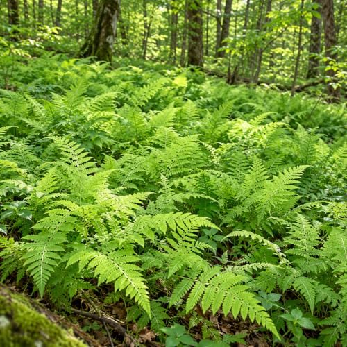 5 Hay Scented Fern Plants, Live Perennial Fern Bare Root Starters, Tall Decorative Greenery for Shaded Backyard and Garden Rows by GINGERGLOW